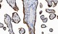 Anti-POR Antibody Picoband™ (monoclonal, 7F5)